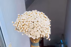 Tuyết nhiệt đới bền 10 năm là loài hoa gì mà được chị em “săn lùng” mấy tuần nay?