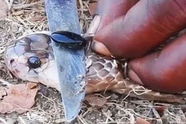 Căn hầm chứa hàng chục tấn “vàng” và bộ mặt thật của người đàn bà gian xảo