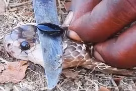 Căn hầm chứa hàng chục tấn “vàng” và bộ mặt thật của người đàn bà gian xảo