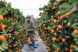 Vựa quất lớn nhất miền Bắc khốn khổ vì bị thương lái “bùng” hàng