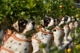 Quất ngự lưng chó đốm phục vụ Tết Nguyên đán