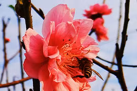 Đào Nhật Tân khoe sắc sớm, chào đón năm mới 2018