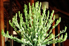 Đây là loại hoa cấm để lên bàn thờ kẻo gia đình ngày càng lụi bại