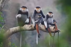 Thủ tướng yêu cầu bảo tồn loài linh trưởng