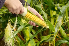 Cách trồng ngô ngọt tuyệt hay, cho bắp sai trĩu ngay trong vườn