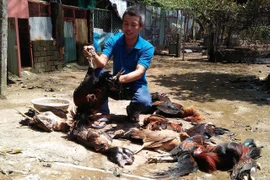 Rò rỉ khí amoniac ở TP.HCM: Sơ tán gần 1.300 người, chó gà chết la liệt