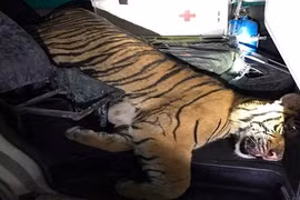 Dùng xe cứu thương vận chuyển hổ đông lạnh 180kg