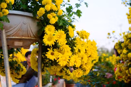 Ngắm vườn hoa Tết tuyệt đẹp ở ngoại thành Hà Nội