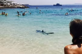 Cá mập xanh lộ diện chỗ tắm đông người ở Địa Trung Hải