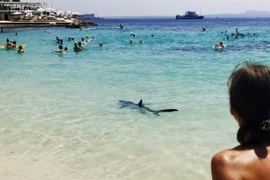 Cá mập xanh lộ diện chỗ tắm đông người ở Địa Trung Hải