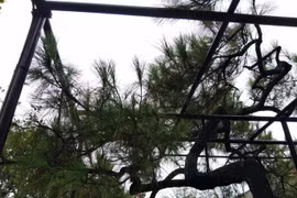 Ngắm cây thông trăm tuổi có dáng kỳ dị bậc nhất Hoàng Thành triều Nguyễn