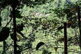 Đàn voi 7 con xuất hiện ở Quảng Nam: Chưa kịp mừng đã lo