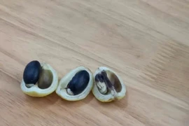 Ăn quả rừng, 5 em nhỏ nhập viện cấp cứu vì nghi ngộ độc