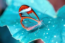 Loài bướm kì dị có đôi cánh trong suốt như pha lê