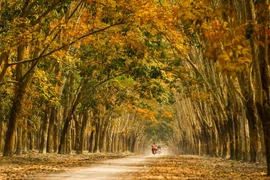 Mê mẩn rừng cao su Bình Phước mùa đổ lá vàng