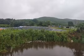 Vi phạm môi trường, một trang trại lợn ở Hà Tĩnh bị xử phạt