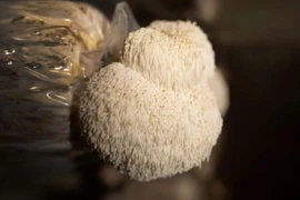 Loại nấm xù xì giống bờm sư tử, ẩn chứa vô vàn lợi ích sức khỏe