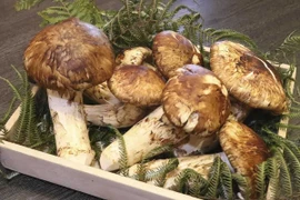 Loại nấm được ví "thuốc chống ung thư tự nhiên" có giá vài chục triệu đồng/kg