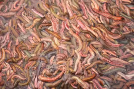  Lợi ích sức khỏe đáng ngạc nhiên của rươi