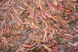  Lợi ích sức khỏe đáng ngạc nhiên của rươi