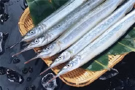 Loại cá mỏ nhọn như cây kim giàu chất dinh dưỡng, tốt cho tim mạch