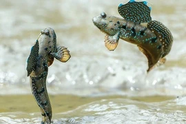 Loài cá kỳ lạ "ghét nước" thích bay, nhảy và trèo cây