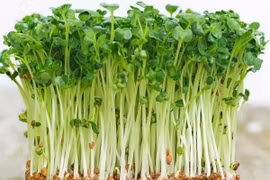 Loại rau chứa vitamin C gấp 5 lần rau thường, tốt cho tiêu hóa