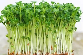 Loại rau chứa vitamin C gấp 5 lần rau thường, tốt cho tiêu hóa