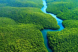 Thưởng ngoạn 7 khu rừng đẹp nhất thế giới