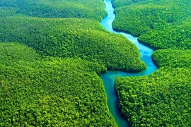 Thưởng ngoạn 7 khu rừng đẹp nhất thế giới