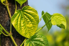 Loại lá được ví như "thuốc giảm đau" giúp lưu thông khí huyết