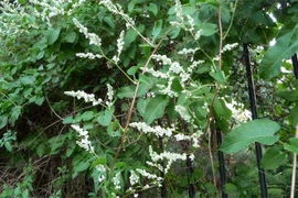 Loại cây quý có vị đắng chát được ví như "thuốc" bổ thận, dưỡng gan