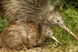 Tiết lộ thú vị loài chim không biết bay, có thể sống tới 50 tuổi