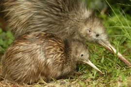 Tiết lộ thú vị loài chim không biết bay, có thể sống tới 50 tuổi