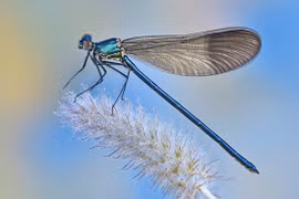 Sự thật thú vị về "sát thủ trên không" chuồn chuồn