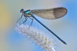 Sự thật thú vị về "sát thủ trên không" chuồn chuồn