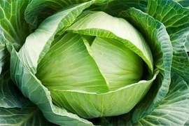 Bắp cải - "siêu thực phẩm" giúp giảm mỡ máu và hạ huyết áp