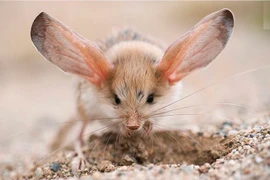 Loài chuột có đôi tai to bằng nửa cơ thể, không bao giờ đi tiểu