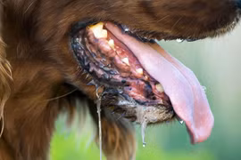 Chó bị bệnh dại có biểu hiện như thế nào?