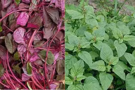 Rau dền đỏ hay xanh: loại nào ngon và tốt cho sức khỏe hơn?