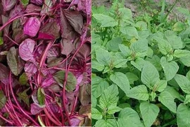 Rau dền đỏ hay xanh: loại nào ngon và tốt cho sức khỏe hơn?