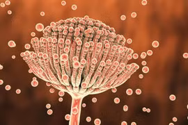 Những thứ trong nhà bếp "ẩn nấp" độc tố aflatoxin