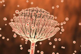 Những thứ trong nhà bếp "ẩn nấp" độc tố aflatoxin