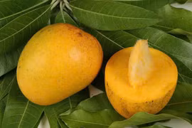 Tưởng chừng thứ bỏ đi nhưng hạt xoài lại mang nhiều công dụng bất ngờ