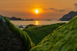 Mùa rêu xanh đẹp như tranh vẽ ở làng chài Nhơn Hải