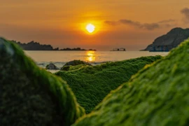 Mùa rêu xanh đẹp như tranh vẽ ở làng chài Nhơn Hải