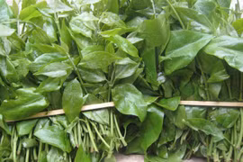 Loại rau dại cực tốt cho đường ruột, được giới sành ăn ráo riết săn lùng