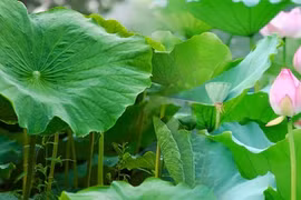 Tưởng chừng thứ bỏ đi nhưng lá sen lại mang nhiều công dụng bất ngờ