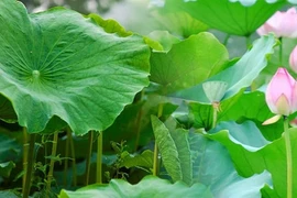 Tưởng chừng thứ bỏ đi nhưng lá sen lại mang nhiều công dụng bất ngờ