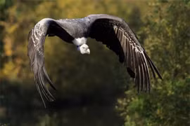 Loài chim bay cao nhất thế giới, "nghiện" ăn xác thối